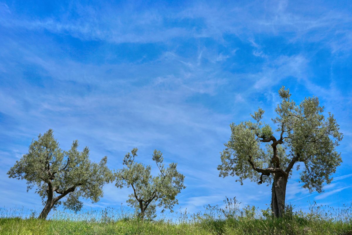 der-olivenbaum