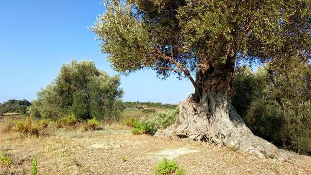 Olivenbaum Hain in Tunesien