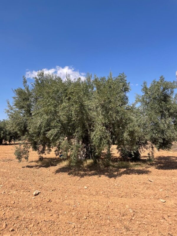 Olivenbaumhain in Tunesien
